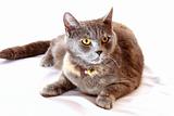 Grey cat  sits on white background