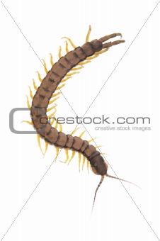Centipede - Down
