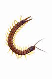 Centipede - Letter C