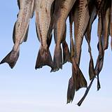 The tail of fish hung to dry