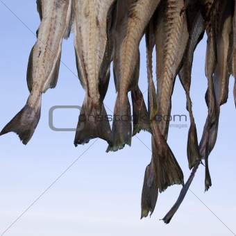 The tail of fish hung to dry