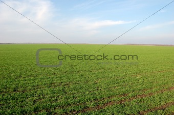 clear blue sky over a green field
