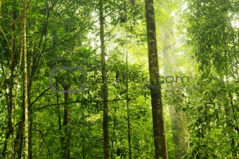 Green Forest.