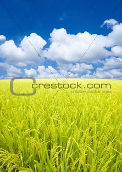 Paddy rice field.