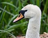 swan close up