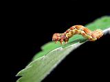 caterpillar on a leaf isolated on black