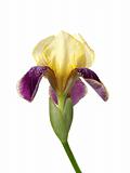 iris flower macro isolated on white