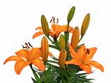 bouquet of lilies isolated on white