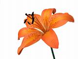 orange lily flower isolated on white 