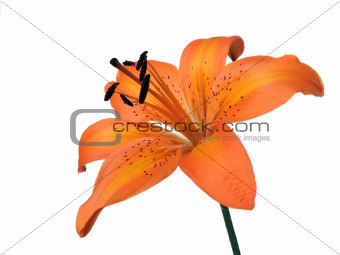 orange lily flower isolated on white 