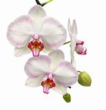 white orchid isolated on white