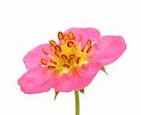 pink strawberry flower isolated on white