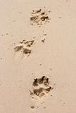 Dog paw prints in the sand.