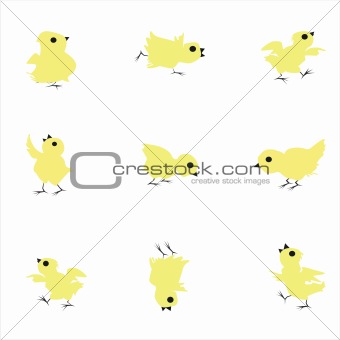 yellow chickens