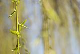 weeping willow twig in the  spring