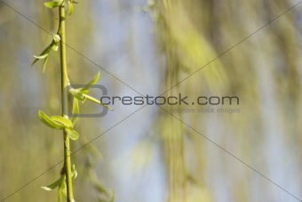 weeping willow twig in the  spring