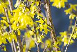 twigs and yellow blossoms of a Forsythia