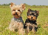 yorkshire terrier and puppy