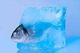 fresh fish in ice