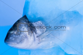 fresh fish in ice