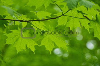 maple leaf branches