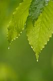 rain water on leaves