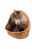 Cat in wicker basket.
