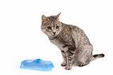 Cat with empty bowl cadge meal. 