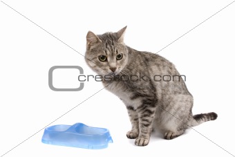 Cat with empty bowl cadge meal. 