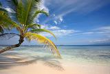 Paradise Beach with Coconut Palm