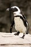 Close-up of African Penguin Walking
