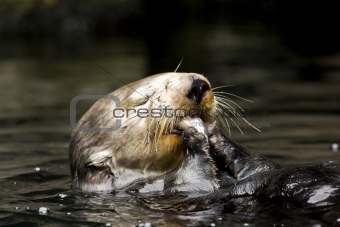 Lake Otter Eating Fish