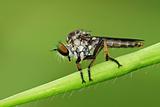 robber fly in the parks