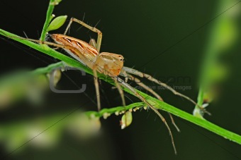 lynx spider in the parks