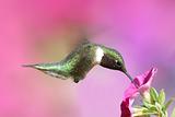 Male Ruby-throated Hummingbird (archilochus colubris)