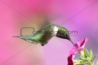 Male Ruby-throated Hummingbird (archilochus colubris)