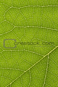 close up of delicate green leaf pattern