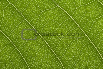close up of delicate green leaf pattern