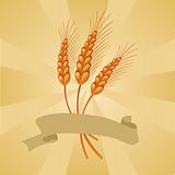 wheat background