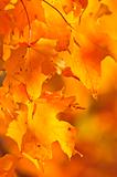 Fall maple leaves