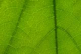 Texture of leaf