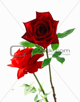 Red rose with leaves