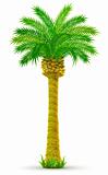 tropical palm tree with green leaves isolated