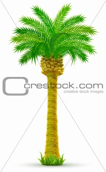 tropical palm tree with green leaves isolated