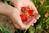 strawberries in hands