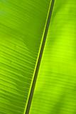 The abstract banana leaf green background