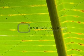 The abstract banana leaf green background