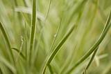 Abstract background of grass leaves and dew drops