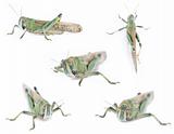 Five isolated grasshoppers