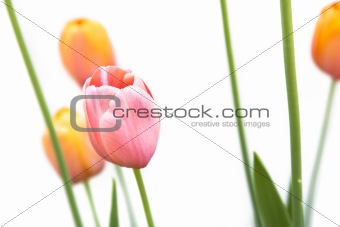 Pink & Orange Tulips